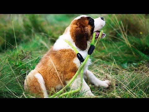 Сенбернар – собака, с которой нужно говорить на равных