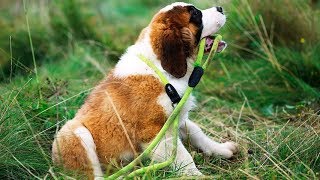 Сенбернар - собака, с которой нужно говорить на равных