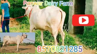 👉Milking cows Available For Sale #🌷&amp; Cow Farm  @Harita (Hisar) 8570821285🌹
