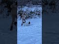 Catch snowballs Button if you can   #ytshorts  #dog #playtime #snow #pets