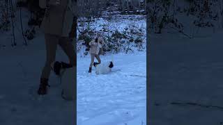Catch snowballs Button if you can   #ytshorts  #dog #playtime #snow #pets