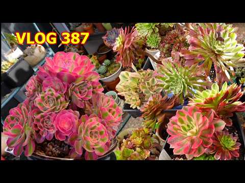 What I Learned In Growing AEONIUM | VLOG #387 Growing Succulents With LizK