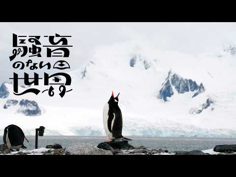 Music Flippers Noiseless World 