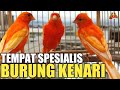 UPDATE TERKINI ! HARGA BURUNG KENARI DI PASAR BURUNG PRAMUKA