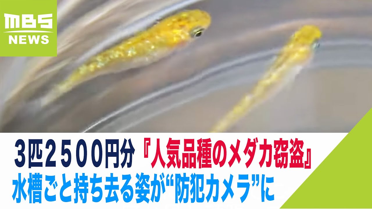 防犯カメラ メダカ めだか盗難、 車上荒らし 防犯カメラ 盗難、車上荒らし対策『エコパワーカメラ』 | オンリー
