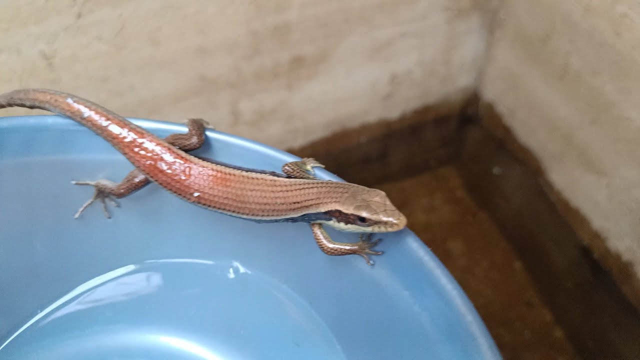 This is a Lizards that fell into the pool. I saved it.