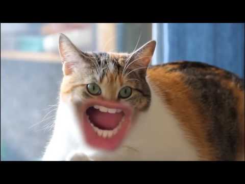 Video: Pisicile Pot învăța Să Doarmă Noaptea