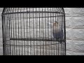 Pancing Lovebird Ngetik Ngekek Panjang Ampuh Persen Gacor Parah Mp3 - Mp4 Download