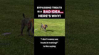 Bypassing Treats is a BAD IDEA… Here’s Why! 🐾 #dogtrainer #dogtraining #puppytraining #newpuppy