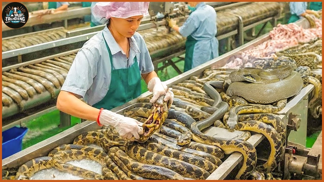 How Farmers Make $3 Million From Raising And Processing Cobras - Corba Farm | Food Factory