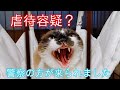 YouTube史上最強の凶暴な猫を慣らします43日目 虐待容疑？警察の方が来られました