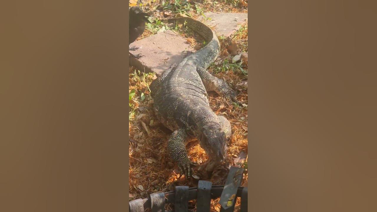 monitor-lizard-eat-in-lumpini-park-bangkok-youtube