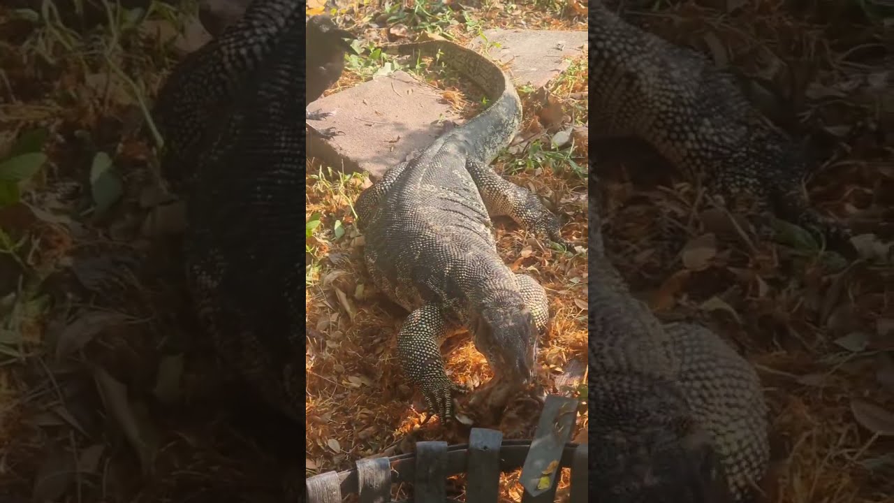 Monitor Lizard Eat In Lumpini Park Bangkok YouTube Monitor Lizard Eat In Lumpini Park Bangkok YouTube