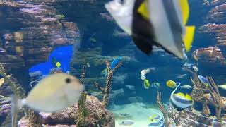 Colorful Tropical Fish & Classical Music 🎶 | Underwater Relaxation for Sleep & Calm screenshot 4