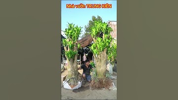 Gốc cây thiết mộc lan to  #thietmoclan