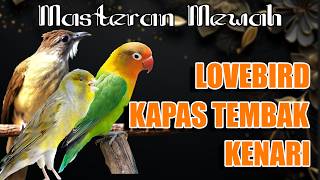 KOMBINASI MASTERAN LOVE BIRD - KAPAS TEMBAK - KENARI | AUDIO JERNIH