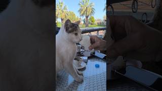 Şu Içirmek Yasak Değilmiş