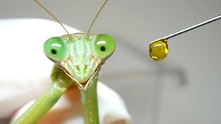 弱ったカマキリにユンケルを注入すると…