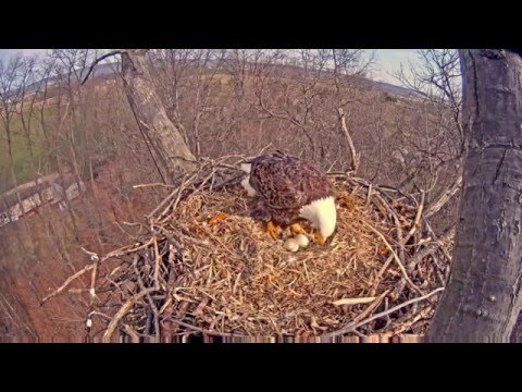 funny-bald-eagle-shakes-his-tail-feathers-(-;