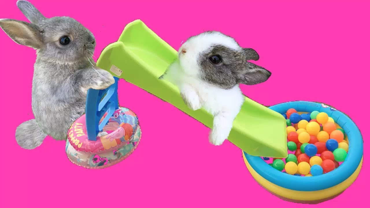 Juegos para conejos