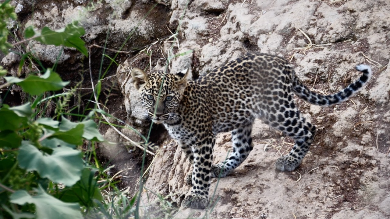 Buffalo Springs National Reserve, Kenya – Quiet Safari, Open Landscapes & Ashnil Surana Camp