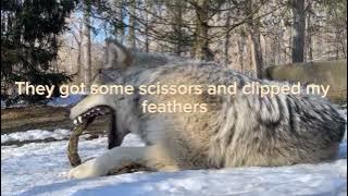 Alex g - Something 2 b Lyrics