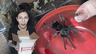 Unboxing RARE ALL BLACK Tarantulas  World's FIRST Captive Bred Babies from Micro Wilderness!