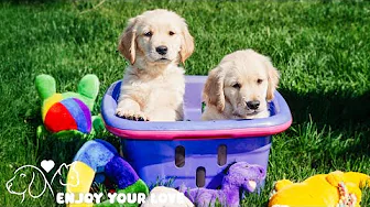 DOG TV: Best Video Relax & Entertain for Dogs To Watch When Home Alone - Calm All Day Music for Dogs