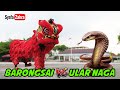 🔴 BARONGSAI vs ULAR NAGA - Acrobatic Lion Dance 2023