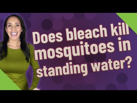 فيديو: هل يقتل المبيض يرقات البعوض في الماء؟