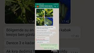 Kabak Fotolarimiz