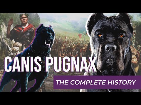 CANIS PUGNAX | THE ROMAN DOG OF WAR | The COMPLETE HISTORY