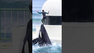 ララのリフティング高くてエレガント!! #Shorts #鴨川シーワールド #シャチ #Kamogawaseaworld #Orca #Killerwhale #Kamoseafan
