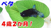 ベタ3歳7か月 多くのベタは寿命を全うしていない 長寿の水槽とは Youtube ベタ3歳7か月 多くのベタは寿命を全うしていない 長寿の水槽とは Youtube