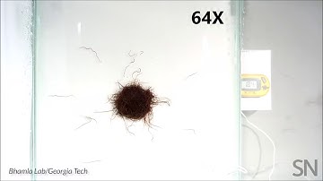 Watch a worm blob move as a mass | Science News