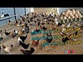 مشروع الدواجن 100 فرخه بلدي بياض كم اكسب منهم في اليوم الواحد 