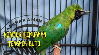 NAGEN Satu Titik isian TENGKEK BUTO - CUCAK IJO Gacor Tembakan Kasar