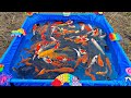 Mancing ikan hias di kolam, ikan lele, ikan cupang, ikan koi, ikan mas, kura-kura, bebek.part607