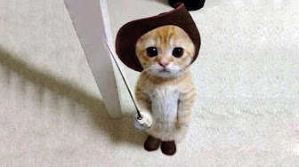 鳴き声 子猫 かわいい 猫 かわいい イラスト 猫 もみもみ かわいい 9817 Youtube