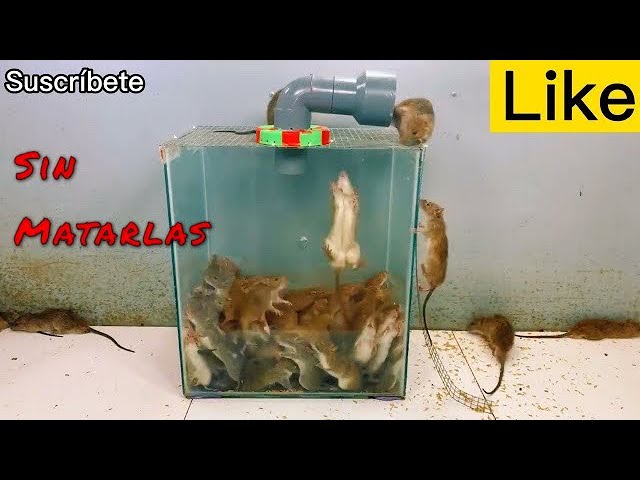 Trampas Para Ratas Trampa de pegamento Trampas para ratones Fácil