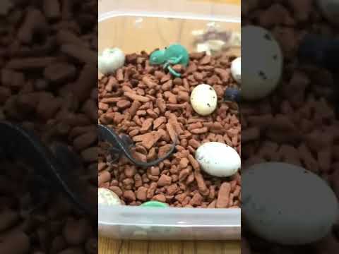 Как рождаются хамелеоны?
