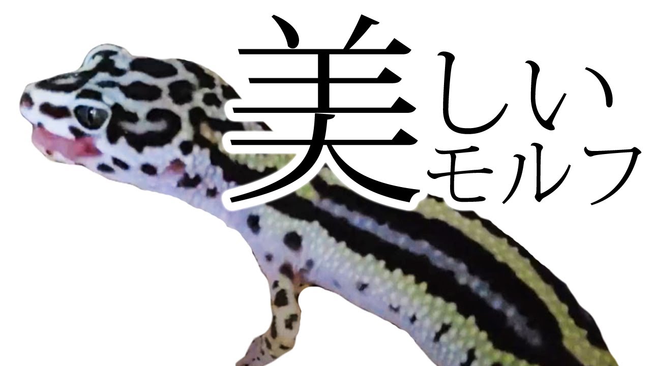 美しいレオパードゲッコーのモルフを紹介します ヒョウモントカゲモドキ Youtube