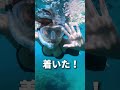 【沖縄本島でサンゴが見れる場所🪸】#沖縄の海 #沖縄旅行 #沖縄観光 #沖縄ダイビング