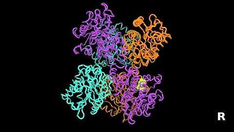 Homotropic effect of substrate binding to EcGNPD