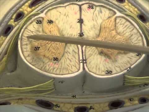 Spinal Cord Anatomy - YouTube