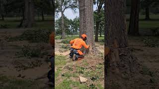 Small Bar VS Large Oak Tree