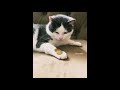 Super Funny Cat &amp; Dog Videos 14