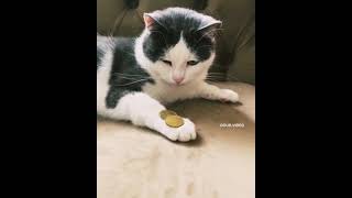 Super Funny Cat & Dog Videos 14