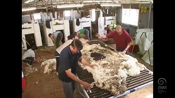 AWI Wool Handling - Wool Preparation - Good Work Practices