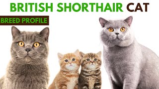 British Shorthair Cat Breed Profile History - Traits - Price - British Shorthair Cat Grooming Needs